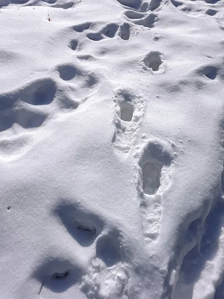 Spuren von Tieren und Menschen im Schnee im von der Sonne geheiligten Wald. — Stockfoto