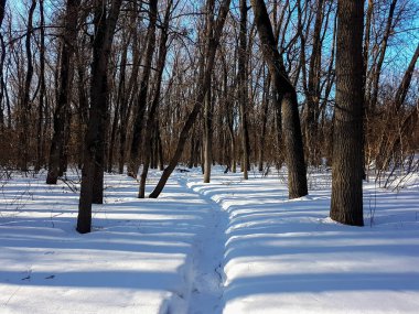 Karlı bir ormanda yenilmiş bir yol.