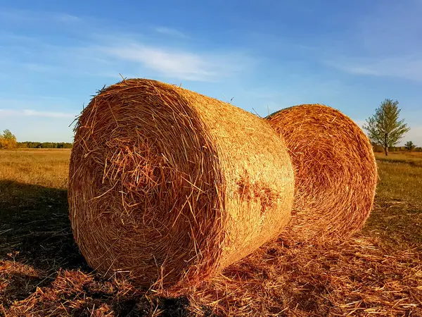 Sonbaharda çiftlik hayvanları için bir tarlada saman biçmek..