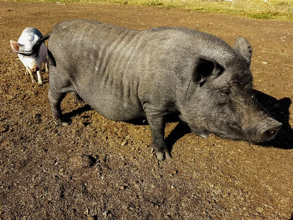 Curiosos cerdos domésticos caminan por la granja. —  Fotos de Stock