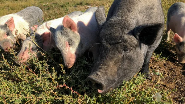 Домашние чистокровные свиньи едят зеленую траву на ферме. — стоковое фото