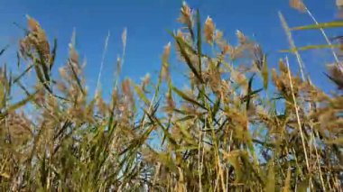 Çayırda büyüyen yabani sazlıklar. Yüksek kalite 4k görüntü
