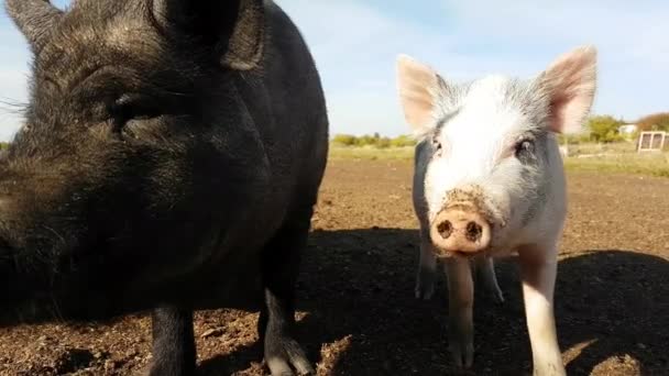 Los Cerdos Domésticos Raza Pura Caminan Por Granja Con Clima — Vídeo de stock