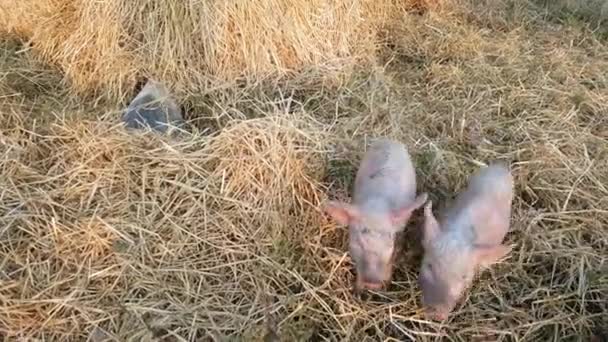 Small Spotted Pigs Dig Scrap Search Food High Quality Footage — Stock Video