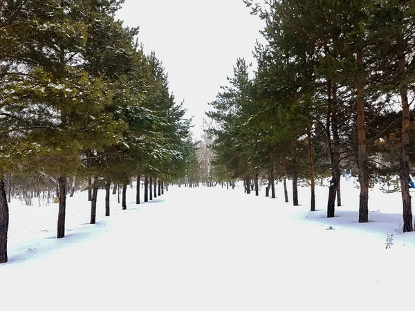 Karlı bir ormanda yenilmiş bir yol. - Evet. Yüksek kalite fotoğraf