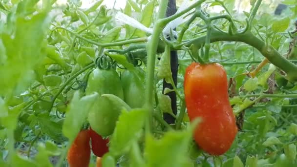 庭の茂みの上でトマトを熟す そうだ 高品質4K映像 — ストック動画