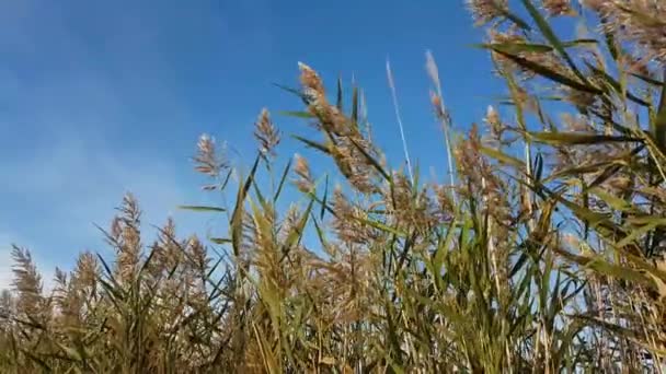 Moitas Juncos Selvagens Prado Balançam Vento Imagens Alta Qualidade — Vídeo de Stock