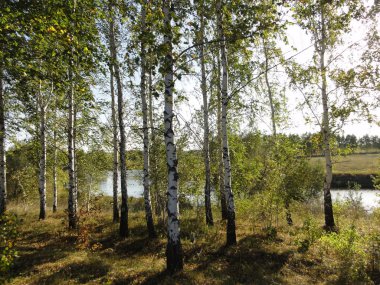 Huş grove göl kenarında