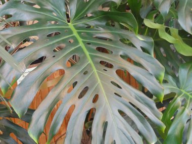 Palm tree in the botanical garden of Tsaritsino Park