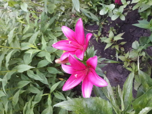 Primo Piano Dei Fiori Dal Giardino — Foto Stock