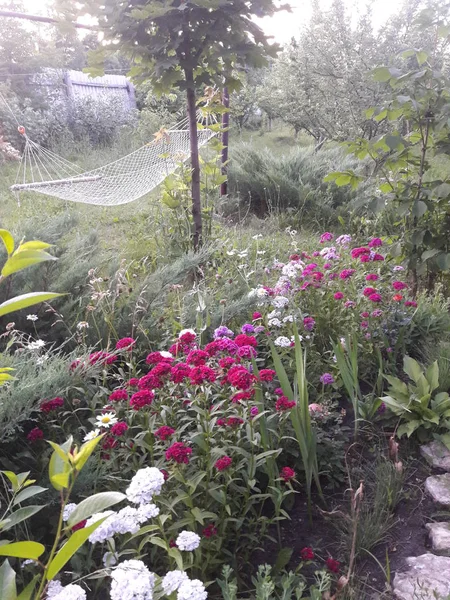 Very Beautiful Blooming Summer Garden — Stock Photo, Image