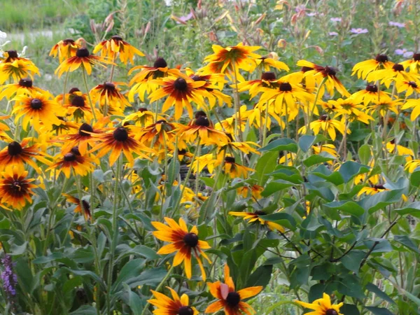 Bright Flowers Colorful Summer Meadow Garden — Stock Photo, Image