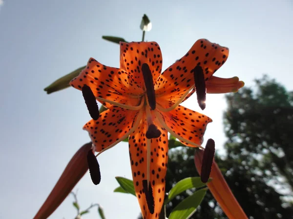 Primo Piano Dei Fiori Dal Giardino — Foto Stock