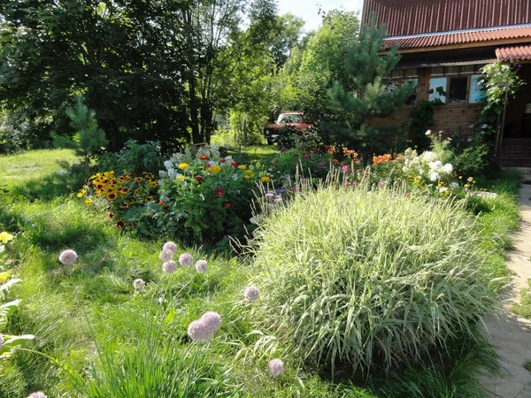 Bright Flowers Colorful Summer Meadow Garden — Stock Photo, Image