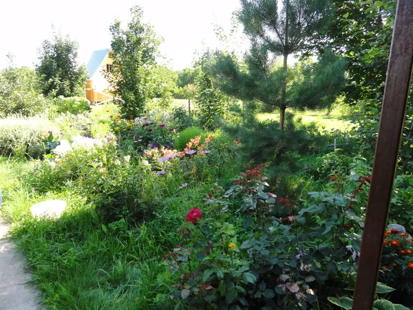 Bright Flowers Colorful Summer Meadow Garden — Stock Photo, Image