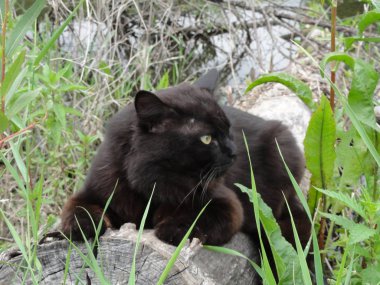 Kedi kütüğün üzerinde dinleniyor.