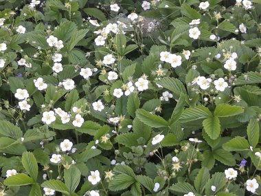 Haziranda güzel çilek ormanları