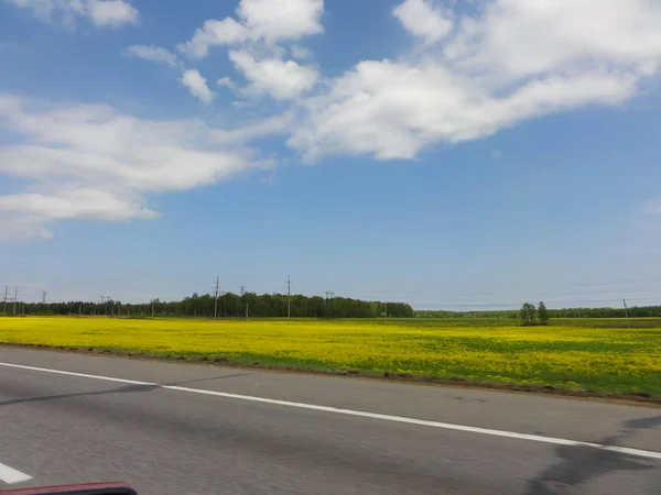 Endless meadow with yellow flowers near the highway
