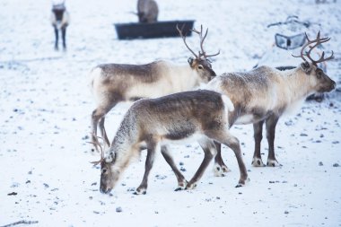 Ren geyiği reindeers karlı manzara, Kuzey İsveç Norveç sınırında, Lapland otlatılması sürüsü Grup