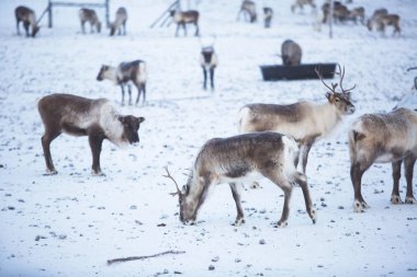 Ren geyiği reindeers karlı manzara, Kuzey İsveç Norveç sınırında, Lapland otlatılması sürüsü Grup
