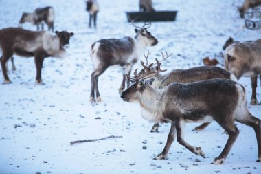 Ren geyiği reindeers karlı manzara, Kuzey İsveç Norveç sınırında, Lapland otlatılması sürüsü Grup
