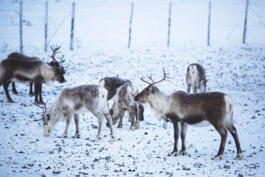Ren geyiği reindeers karlı manzara, Kuzey İsveç Norveç sınırında, Lapland otlatılması sürüsü Grup