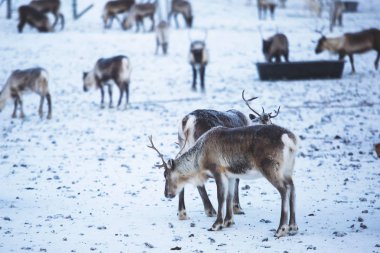 Ren geyiği reindeers karlı manzara, Kuzey İsveç Norveç sınırında, Lapland otlatılması sürüsü Grup
