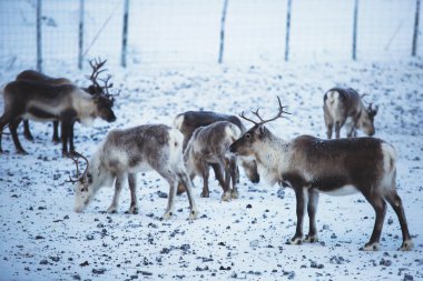 Ren geyiği reindeers karlı manzara, Kuzey İsveç Norveç sınırında, Lapland otlatılması sürüsü Grup