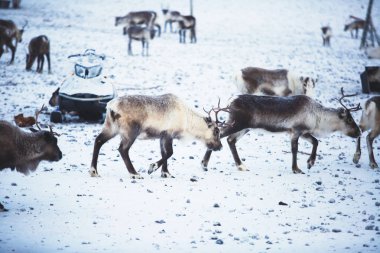 Ren geyiği reindeers karlı manzara, Kuzey İsveç Norveç sınırında, Lapland otlatılması sürüsü Grup