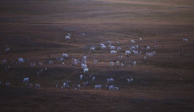 Otlatılması ve yol Nordkapp, Finnmark County, Norveç yakınındaki geçiş Ren geyiği reindeers sürüsü