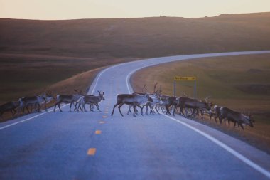Otlatılması ve yol Nordkapp, Finnmark County, Norveç yakınındaki geçiş Ren geyiği reindeers sürüsü