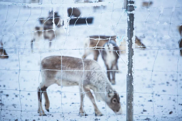 雪の風景 北スウェーデンのラップランドとノルウェーの国境付近で放牧トナカイ トナカイの群れをグループ — ストック写真