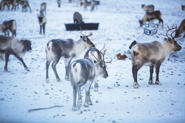 雪の風景 北スウェーデンのラップランドとノルウェーの国境付近で放牧トナカイ トナカイの群れをグループ — ストック写真