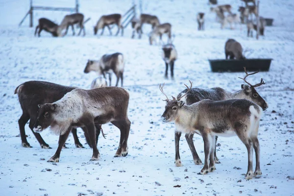 雪の風景 北スウェーデンのラップランドとノルウェーの国境付近で放牧トナカイ トナカイの群れをグループ — ストック写真