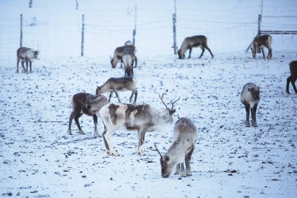 雪の風景 北スウェーデンのラップランドとノルウェーの国境付近で放牧トナカイ トナカイの群れをグループ — ストック写真