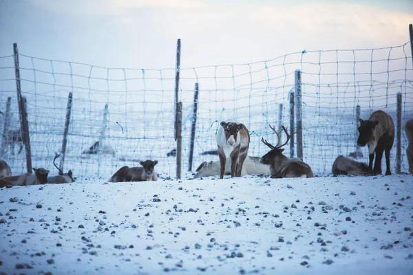 雪の風景 北スウェーデンのラップランドとノルウェーの国境付近で放牧トナカイ トナカイの群れをグループ — ストック写真