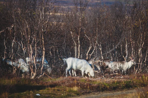 Herd Caribou Reindeers Pasturing Crossing Road Nordkapp Finnmark County Norway — Stock Photo, Image