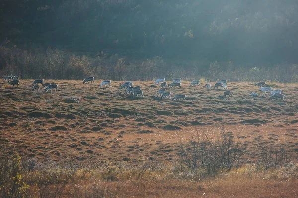 Pasturing Nordkapp 마르크 카운티 노르웨이 근처도 — 스톡 사진