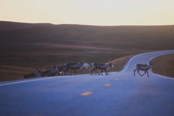 Besättning Med Caribou Renar Betesgång Och Korsar Vägen Nära Nordkapp — Stockfoto