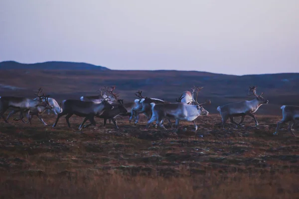 Finnmark Nordkapp 附近的驯鹿驯鹿牧区放牧和过马路 — 图库照片