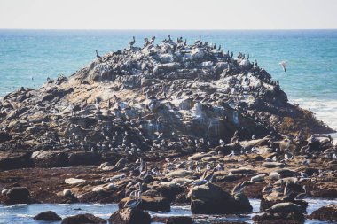 Kuş kayalar ve kayalıklarla Pacific Coast Highway 1 California, bir yaşam alanı ve kahverengi Pelikan, karabatak, siyah oystercatchers, foklar ve Batı martılar, Birleşik Devlet için sığınak boyunca görünümü