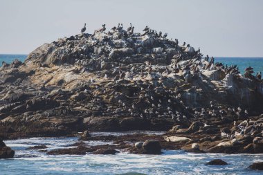 Kuş kayalar ve kayalıklarla Pacific Coast Highway 1 California, bir yaşam alanı ve kahverengi Pelikan, karabatak, siyah oystercatchers, foklar ve Batı martılar, Birleşik Devlet için sığınak boyunca görünümü