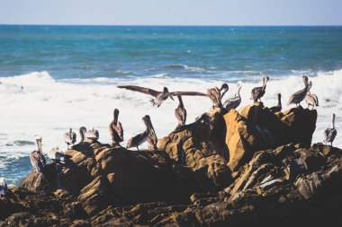Kuş kayalar ve kayalıklarla Pacific Coast Highway 1 California, bir yaşam alanı ve kahverengi Pelikan, karabatak, siyah oystercatchers, foklar ve Batı martılar, Birleşik Devlet için sığınak boyunca görünümü