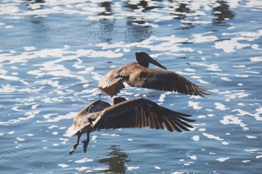 Kuş kayalar ve kayalıklarla Pacific Coast Highway 1 California, bir yaşam alanı ve kahverengi Pelikan, karabatak, siyah oystercatchers, foklar ve Batı martılar, Birleşik Devlet için sığınak boyunca görünümü