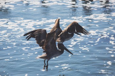 Kuş kayalar ve kayalıklarla Pacific Coast Highway 1 California, bir yaşam alanı ve kahverengi Pelikan, karabatak, siyah oystercatchers, foklar ve Batı martılar, Birleşik Devlet için sığınak boyunca görünümü