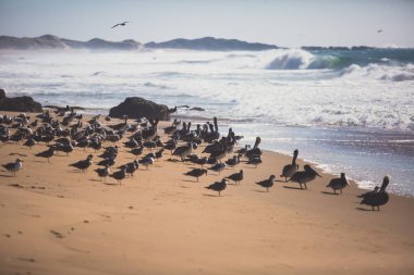 Kuş kayalar ve kayalıklarla Pacific Coast Highway 1 California, bir yaşam alanı ve kahverengi Pelikan, karabatak, siyah oystercatchers, foklar ve Batı martılar, Birleşik Devlet için sığınak boyunca görünümü