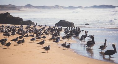 Kuş kayalar ve kayalıklarla Pacific Coast Highway 1 California, bir yaşam alanı ve kahverengi Pelikan, karabatak, siyah oystercatchers, foklar ve Batı martılar, Birleşik Devlet için sığınak boyunca görünümü