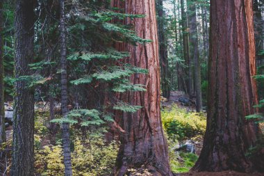 View of giant redwood sequoia trees in Mariposa Grove of Yosemite National Park, Sierra Nevada, Wawona, California, United State clipart