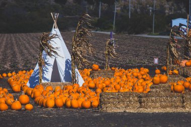 Pacific Coast Highway 1, California, Amerika Birleşik Devlet kabak piyasaya kabak bir grupla görünümünü