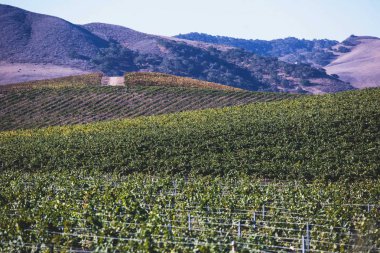 Santa Barbara, üzüm asmaları satır Santa Barbara County, Kaliforniya, güneşli yaz da yakınındaki bir şarap bağ meşe ağacı manzara görünümünü